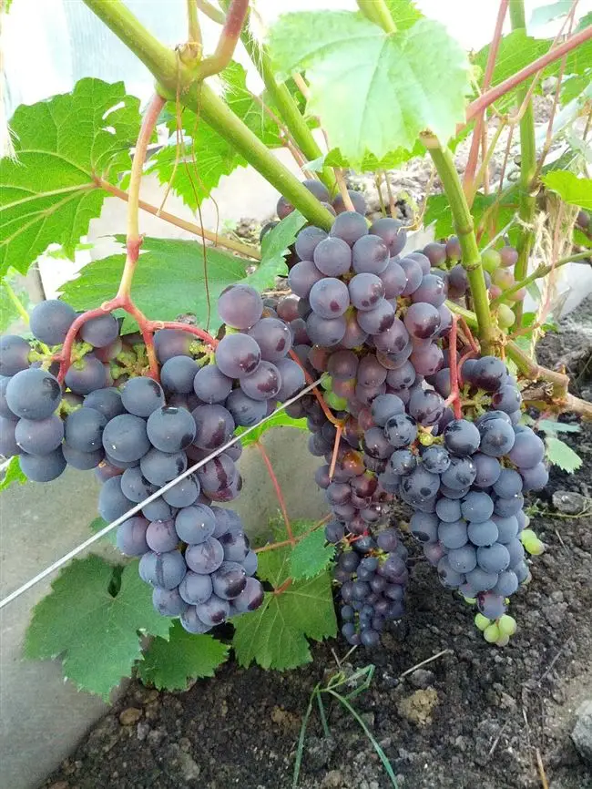  Как правильно выращивать виноград из черенков 