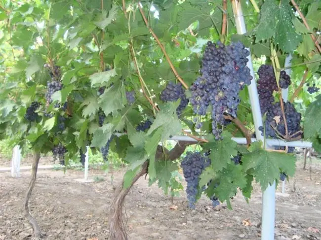 Плюсы и минусы винограда