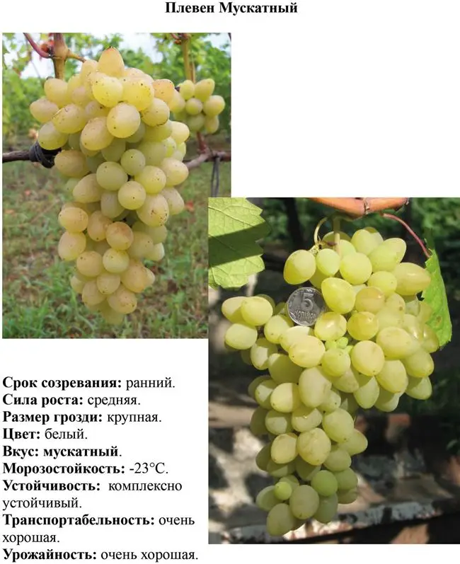 Общая характеристика мускатного винограда