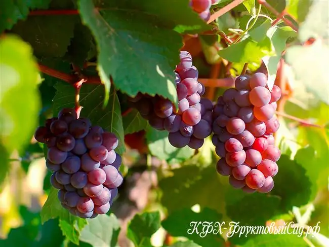 Плюсы и минусы мускатных сортов винограда