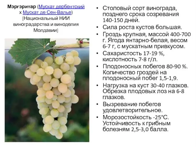 Особенности ухода за виноградом