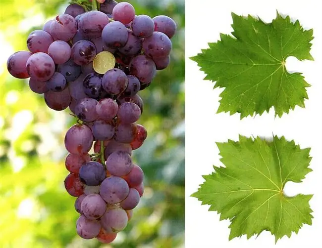 Плюсы и минусы мускатных сортов винограда