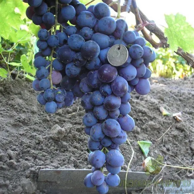 Виноград сорта Мускат: видео