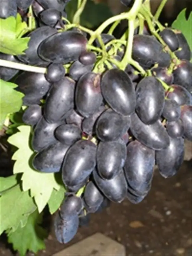 Описание внешнего вида винограда