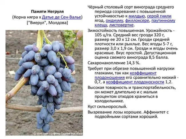 Описание сортов винограда