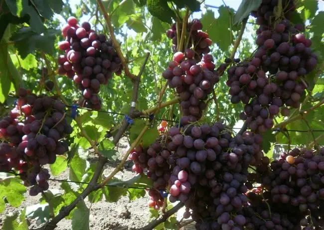 Последующий уход за виноградом