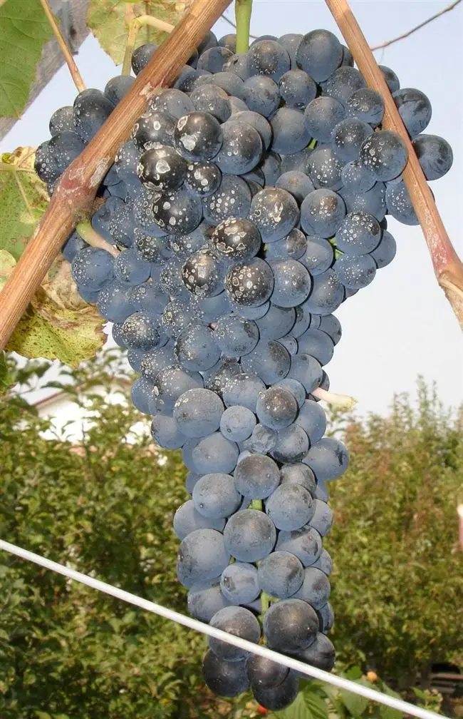 Посадка винограда сорта имени Домбковской, размножение и полив