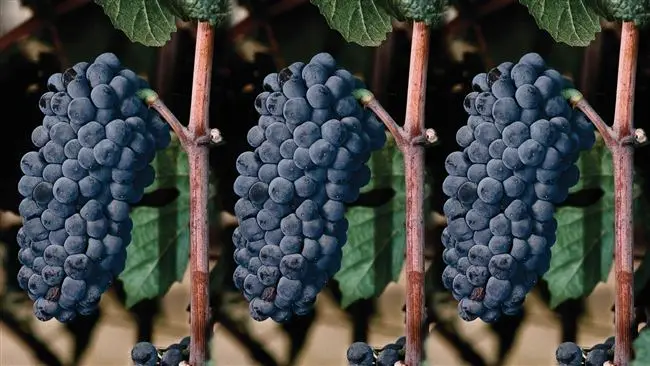 Описание винограда Пино Нуар