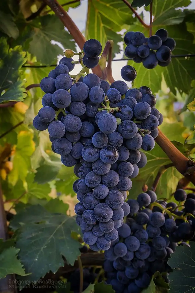 Сбор и хранение урожая винограда