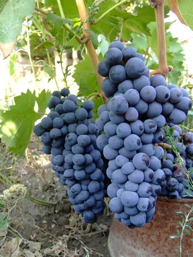 Отзывы виноградарей о сорте