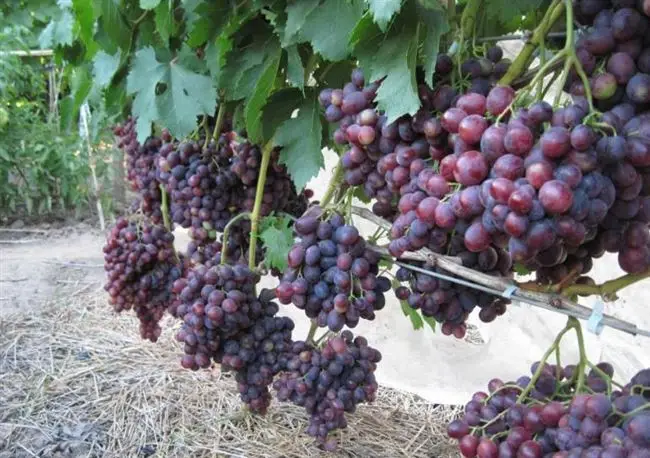 Уход за виноградом