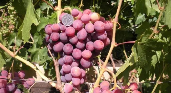 Хранение и использование винограда
