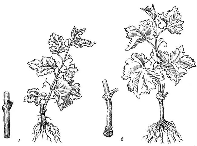 Размножение винограда черенками - видео