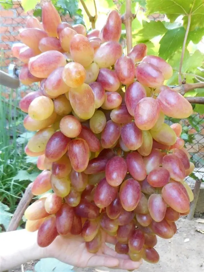  Описание винограда сорта Преображение 