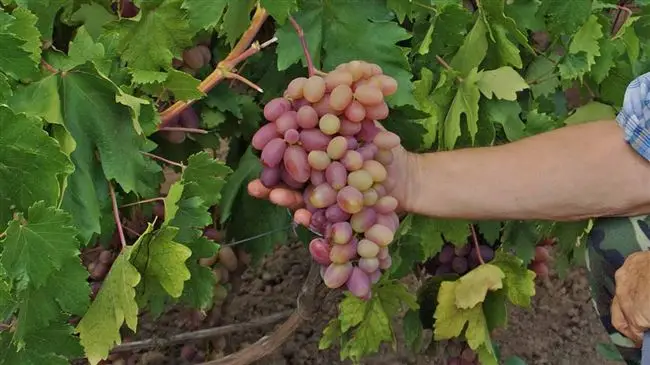 Подготовка саженцев винограда к посадке