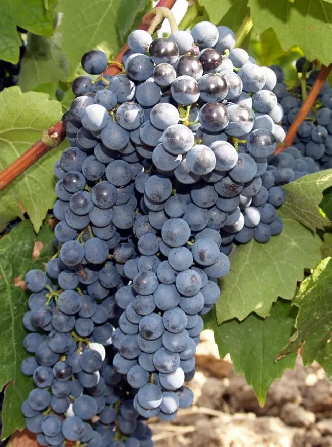 Характеристика винограда Ранний Магарача