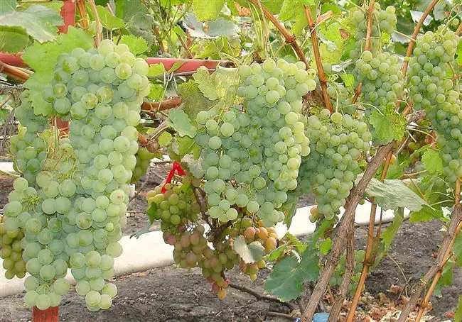 Процесс выращивания и ухода за виноградом