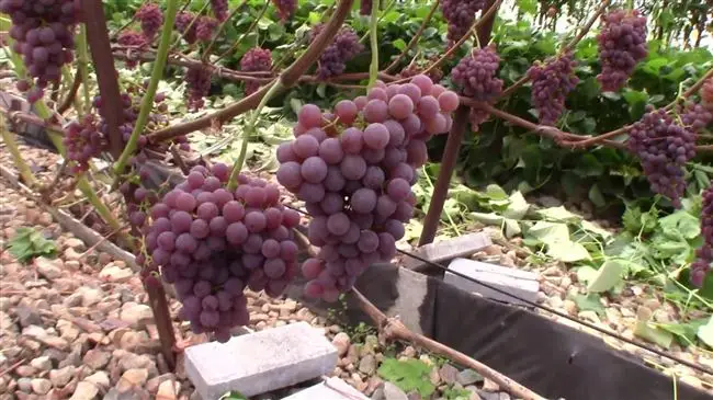 Отзывы виноградарей о винограде Рилайнс пинк сидлис.