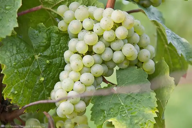 Техническое описание винограда Рислинг