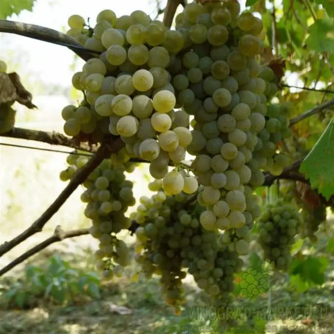 Отзывы виноградарей о винограде Рислинг.