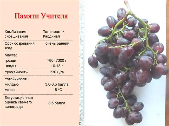 Сорта винограда с фото и описанием. характеристика