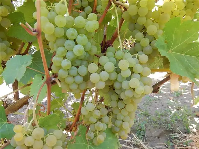 Плюсы и минусы сорта винограда Ркацители Магарача