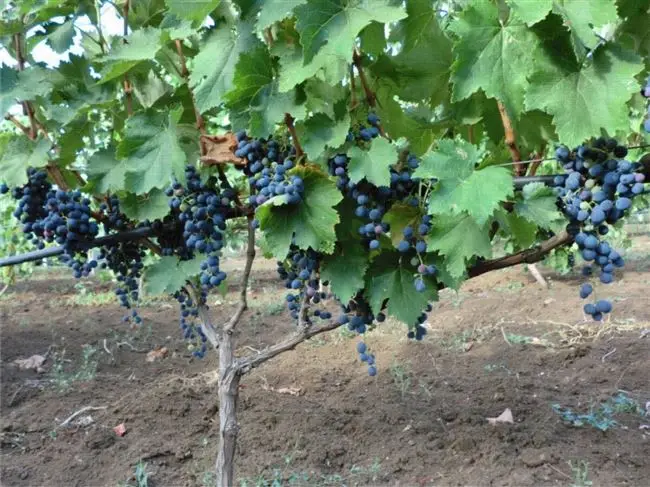 Описание и характеристика сорта винограда Саперави северный