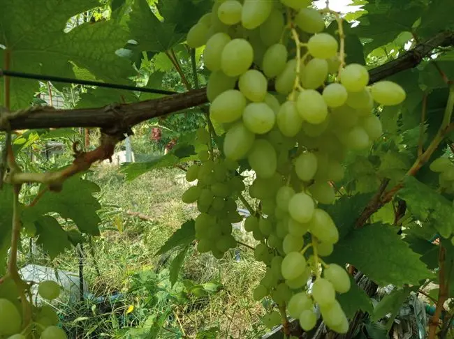 Как происходит посадка винограда кишмиш?