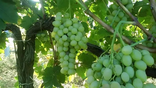 Описание винограда Сибирьковый
