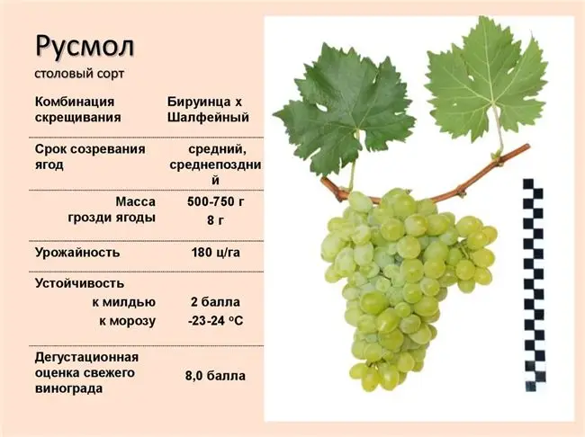 Описание и характеристики разновидностей винограда сорта Шасла, правила посадки и ухода