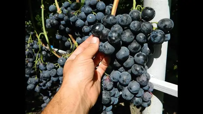 1 Виноград Страшенский – описание сорта и его характеристика