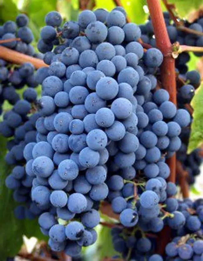 Описание винограда Тавквери