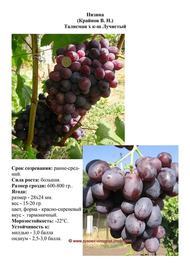 Особенности посадки и ухода за виноградом 
