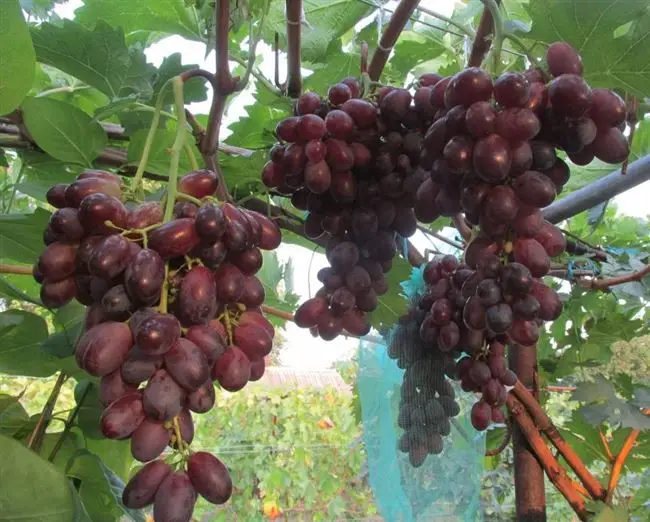 Отзывы о винограде виноград Марадона (Шоколадный)