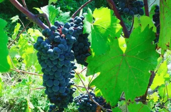 Основная характеристика винограда Эким кара