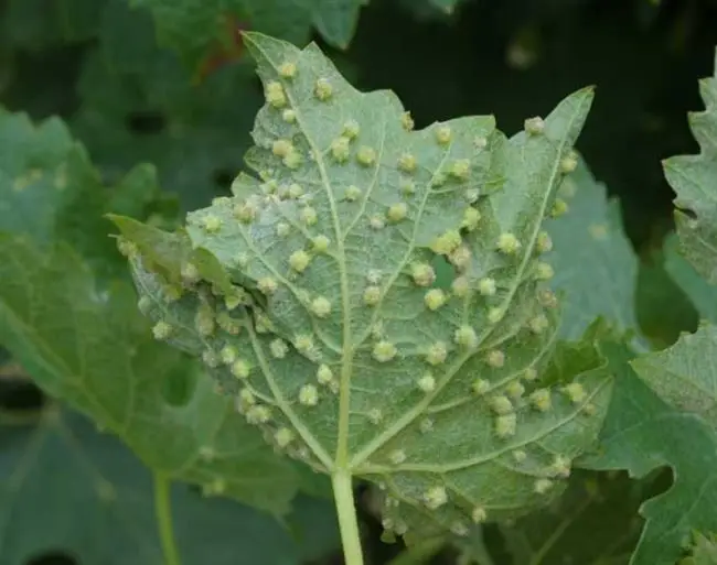 Условия развития паразита на винограде