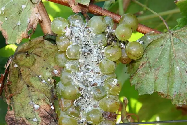 Какие сорта винограда устойчивые к болезни
