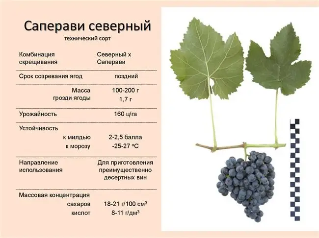 Что такое комплексно устойчивые сорта винограда