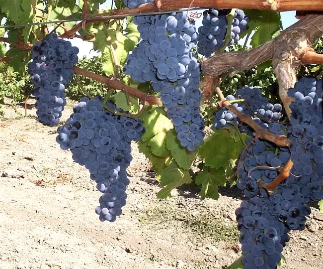 Описание винограда Гранатовый