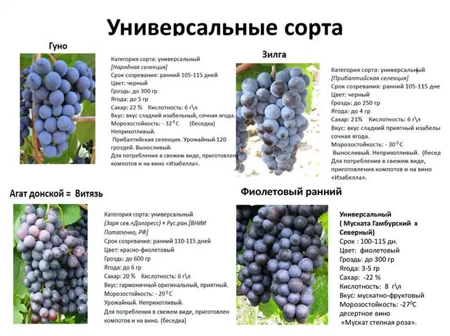  Описание винограда 
