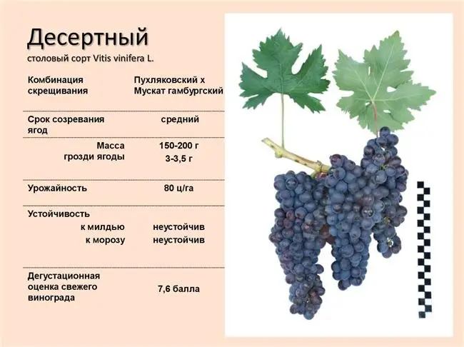 Описание сорта винограда Десертный