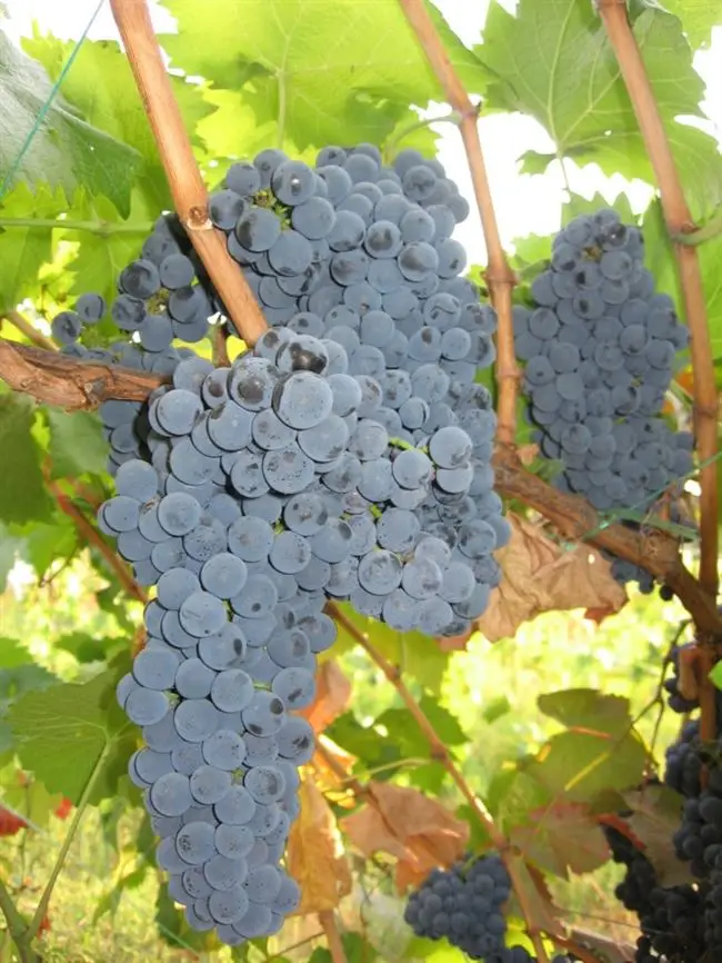 Характеристика винограда Каберне