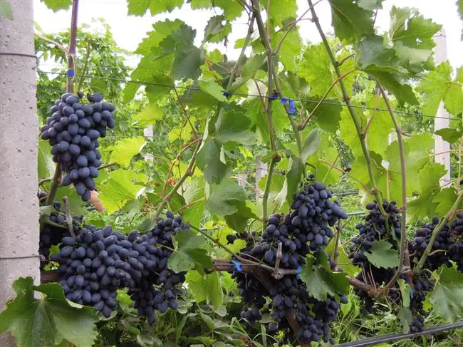Положительные отзывы о винограде Кодрянка