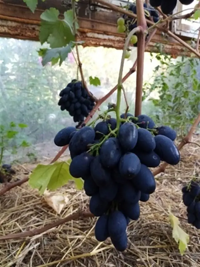 Особенности ухода за виноградом Кодрянка