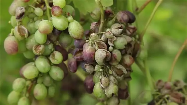 Лечение оидиума винограда