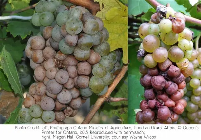 Сорта винограда, устойчивые к серой гнили