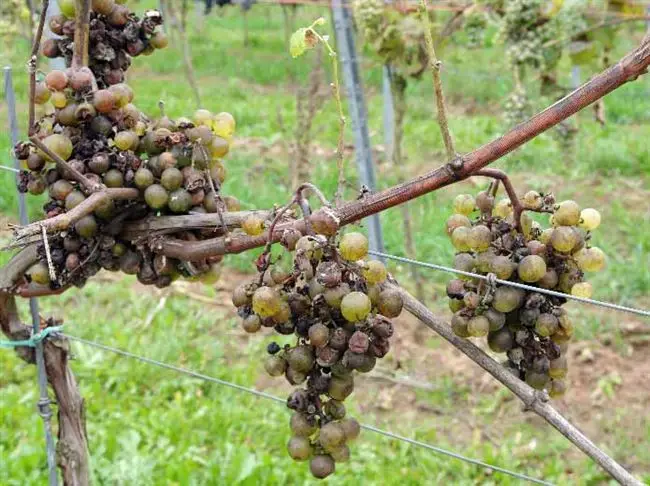 Причины гниения винограда