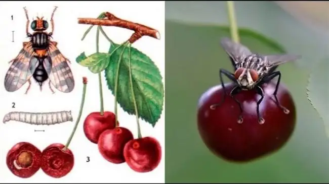 Профилактика появления вишневой мухи