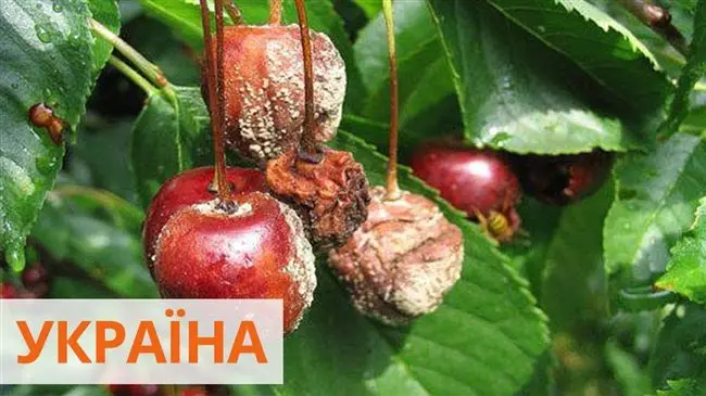 Болезни и вредители: защита и профилактика