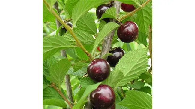 Плодоношение, сбор и хранение урожая вишни Смуглянка восточная